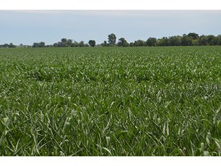 Property photo 102 - LAND AUCTION - 215+/- ACRES OFFERED IN 6 TRACTS IN VAN WERT COUNTY, OHIO